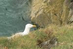 PICTURES/Drive to Inverness/t_Birds3.JPG
